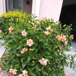 Meet your Posher, Phyllis